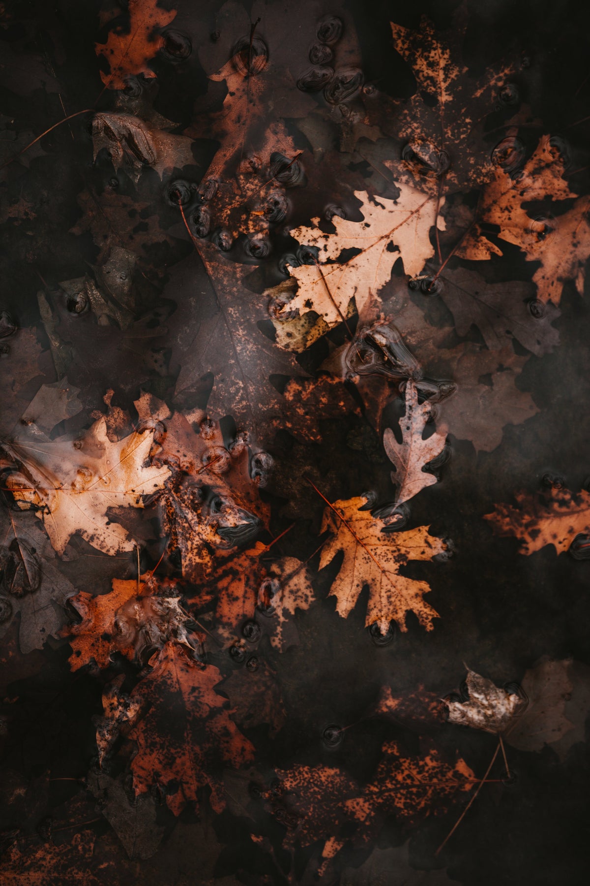 Fall Fun